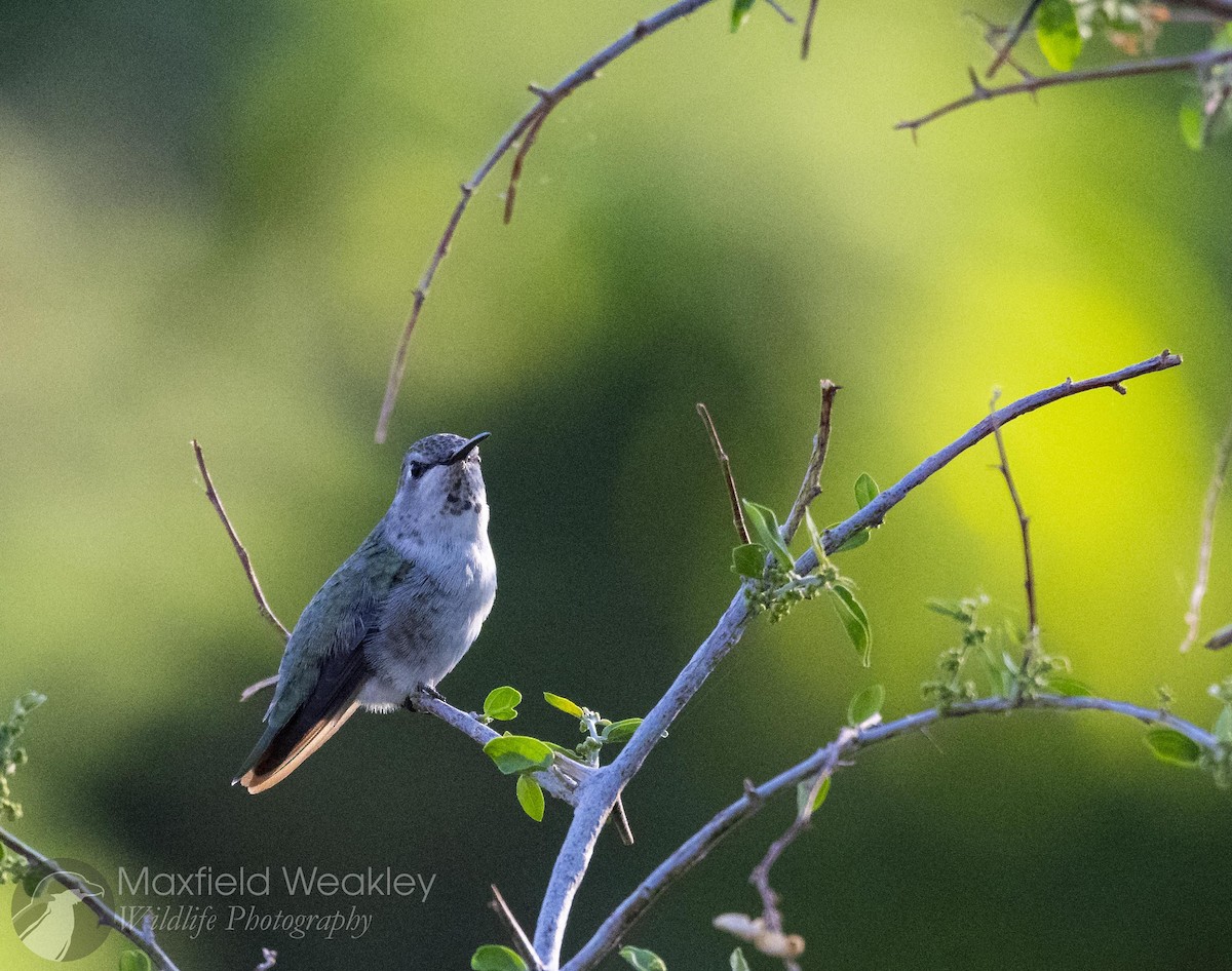 Costa's Hummingbird - ML641127669