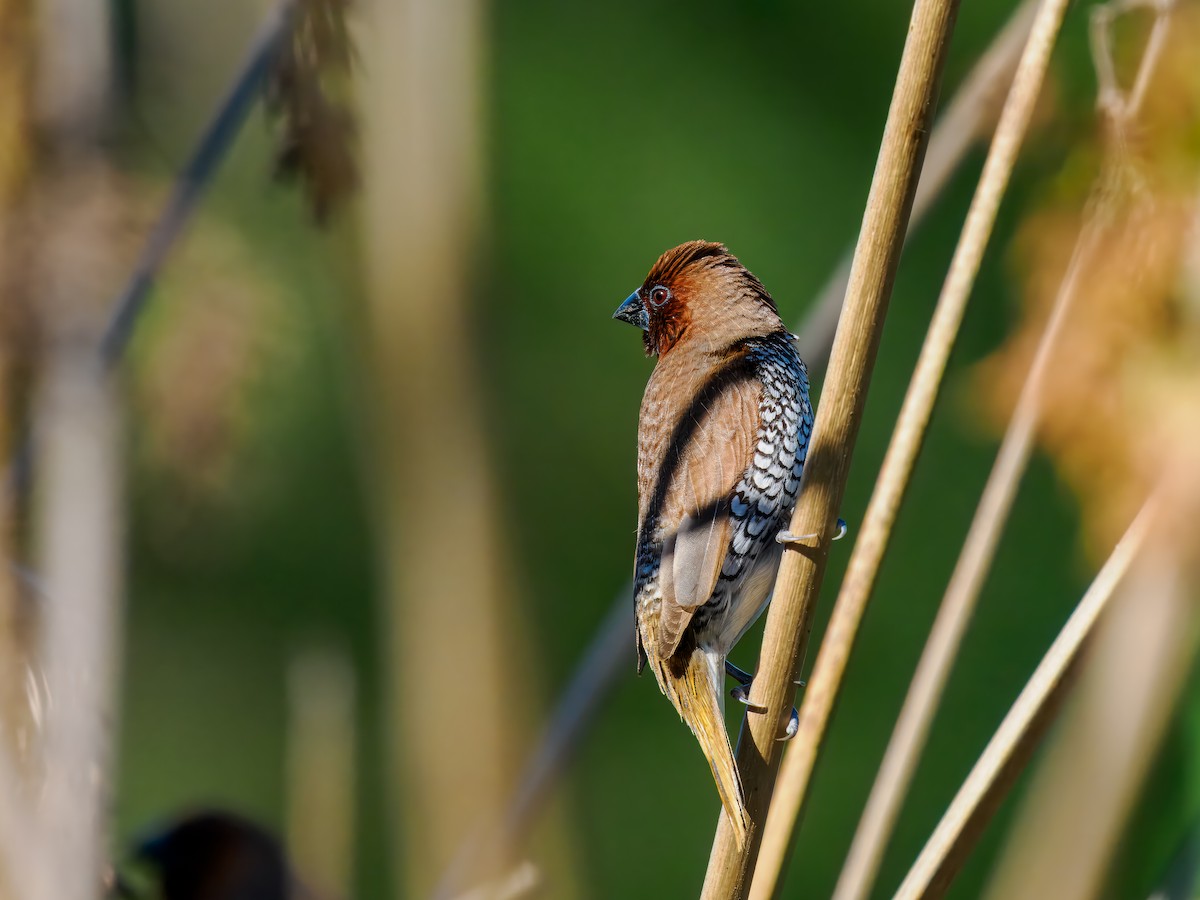 Scaly-breasted Munia - ML641127675