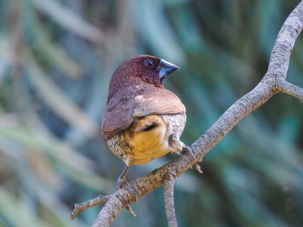 Scaly-breasted Munia - ML641127696
