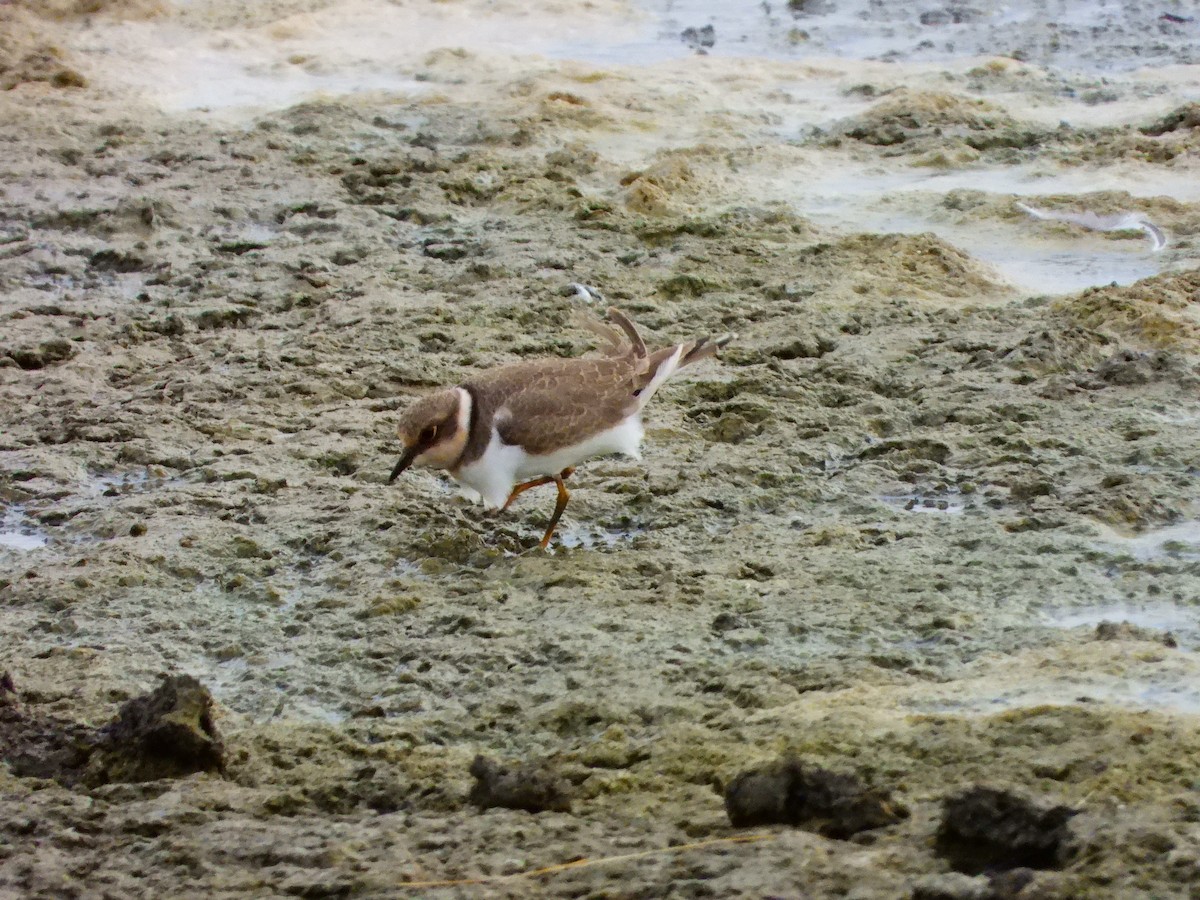 Little Ringed Plover - ML641127707