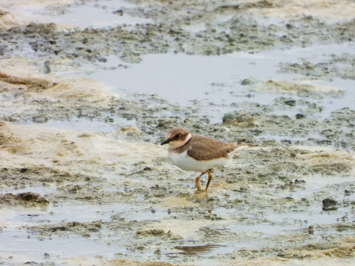 Little Ringed Plover - ML641127708
