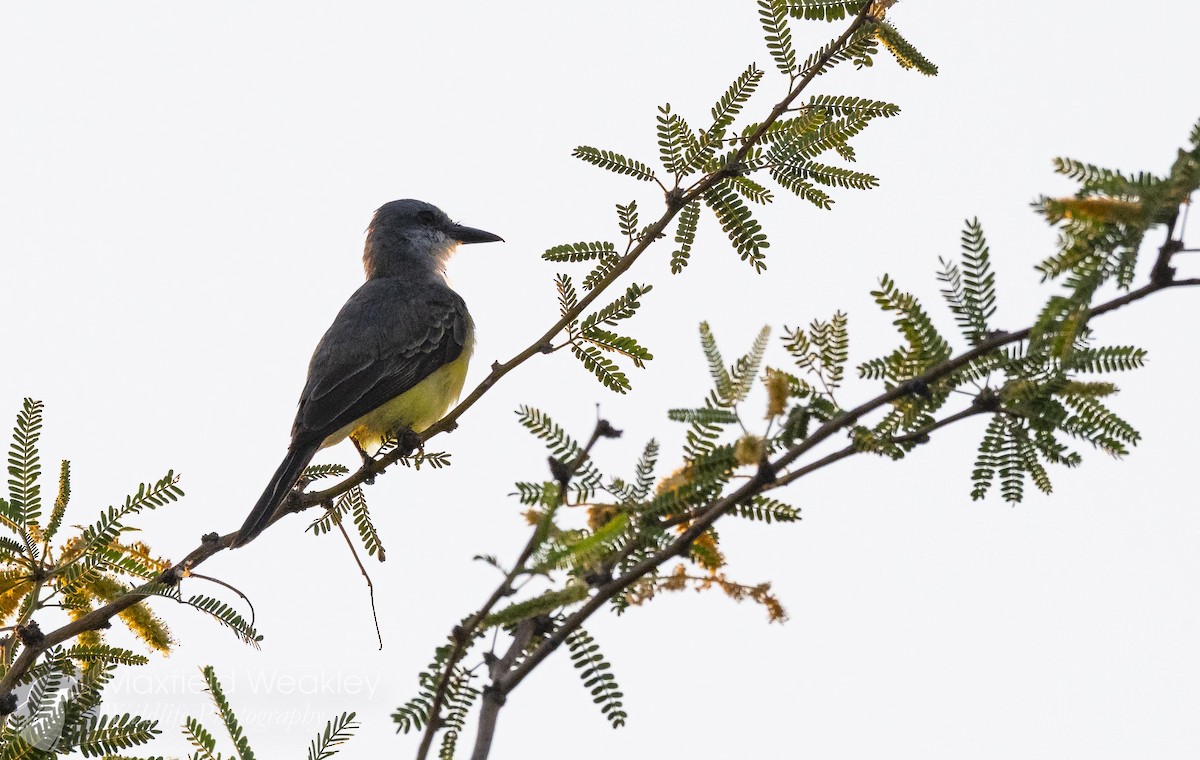 Western Kingbird - ML641127720