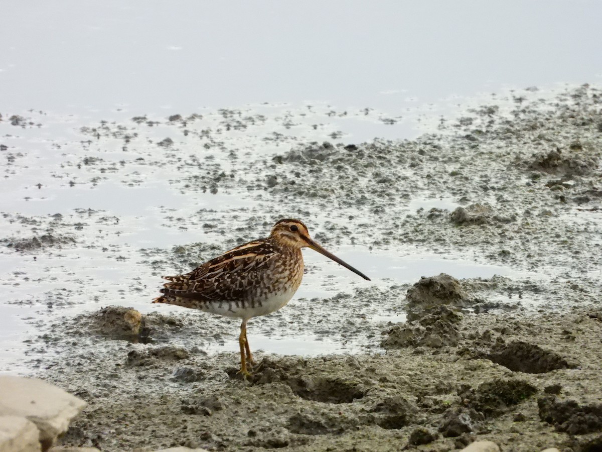 Common Snipe - ML641127725