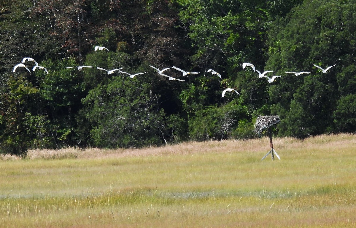Snowy Egret - ML641127736