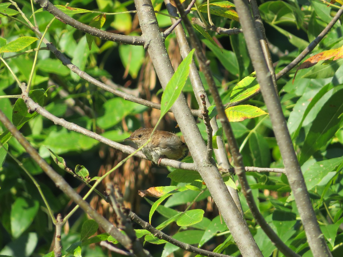 Northern House Wren - ML641127737