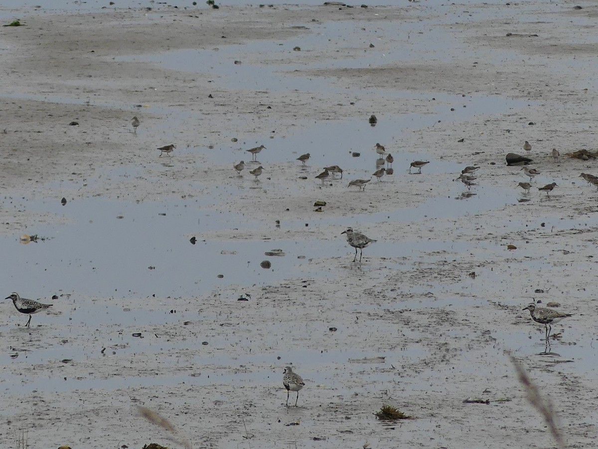 Semipalmated Sandpiper - ML641127743