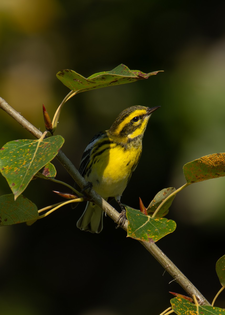 Townsend's Warbler - ML641127746