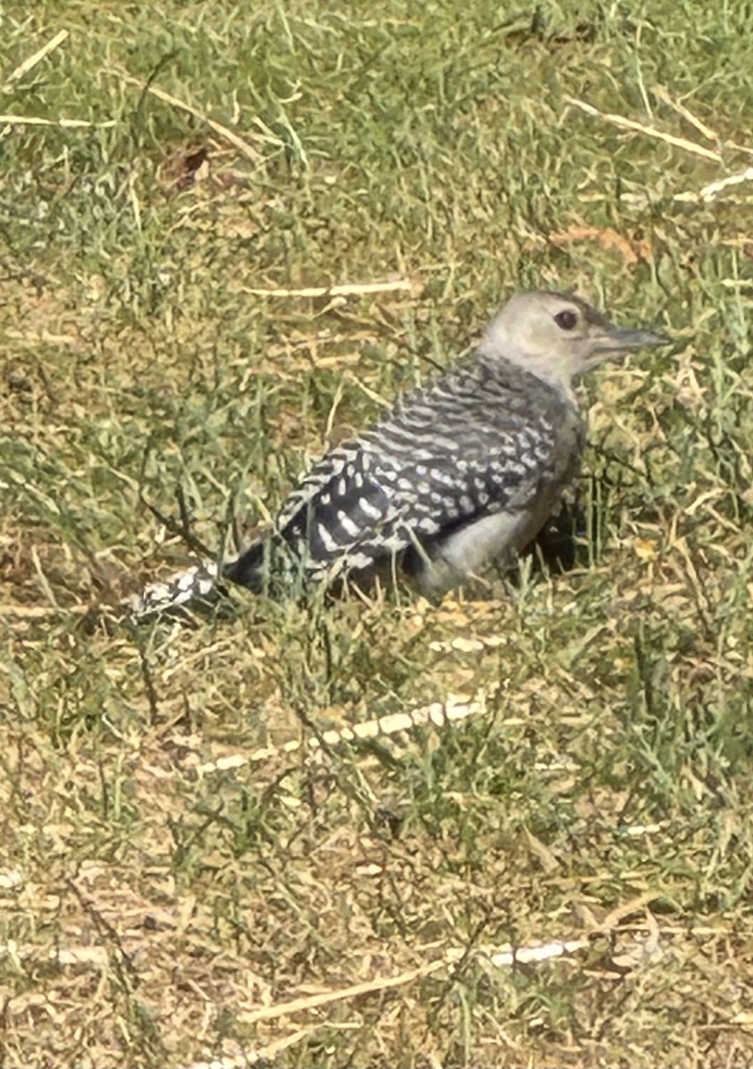 Red-bellied Woodpecker - ML641127757