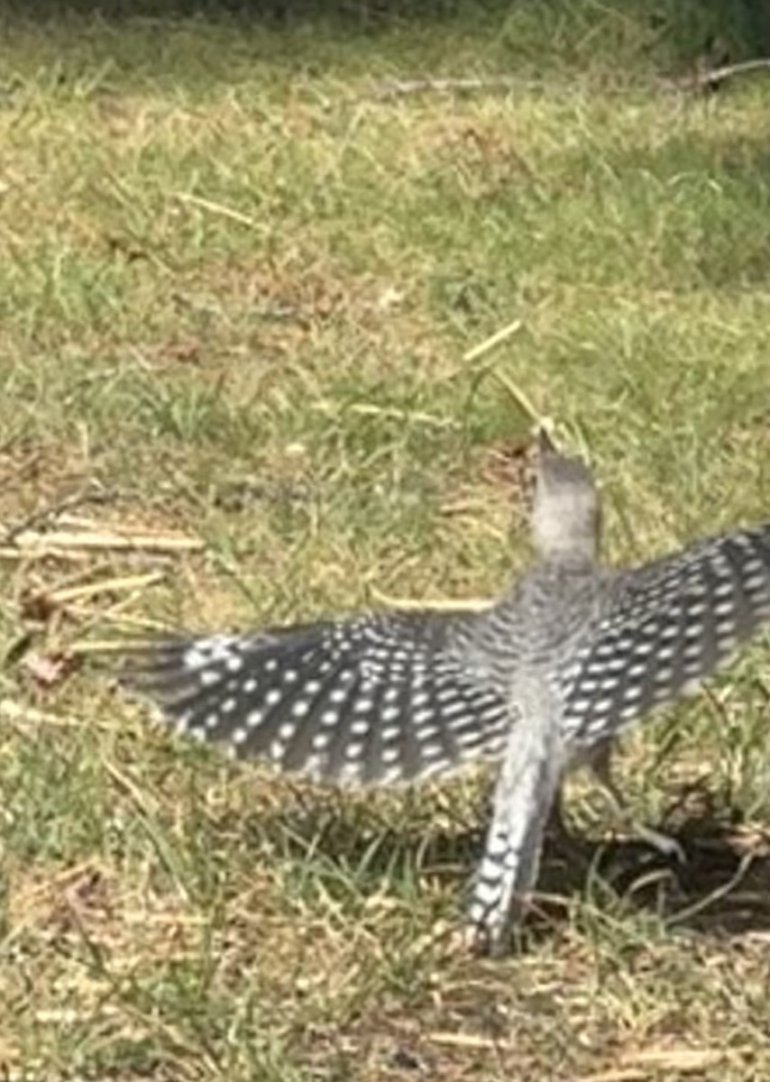 Red-bellied Woodpecker - ML641127758
