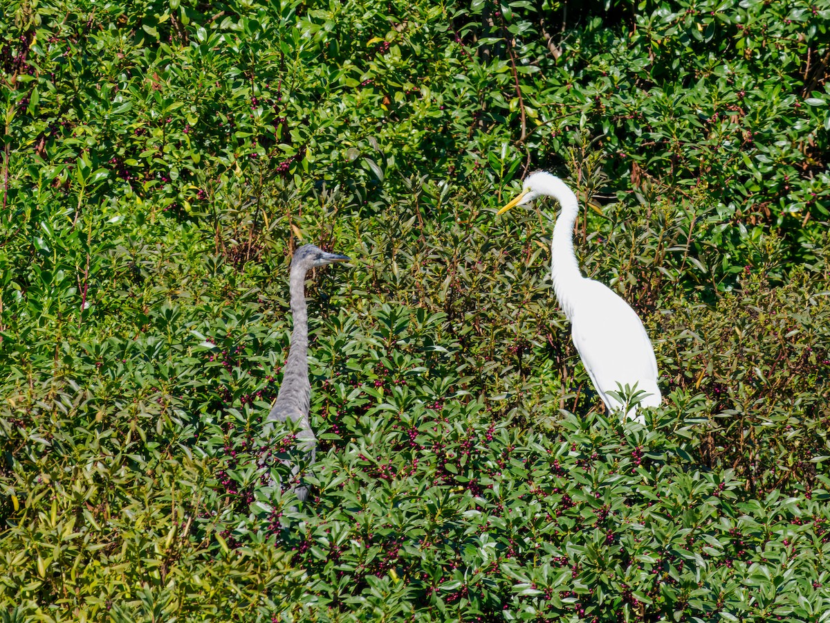 Great Egret - ML641127759