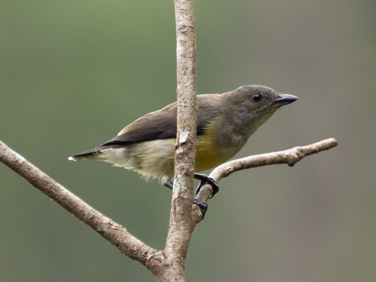 White-throated Flowerpecker - ML641127760
