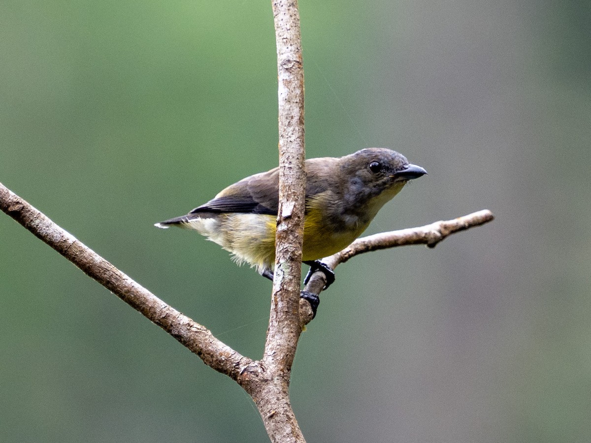 White-throated Flowerpecker - ML641127762