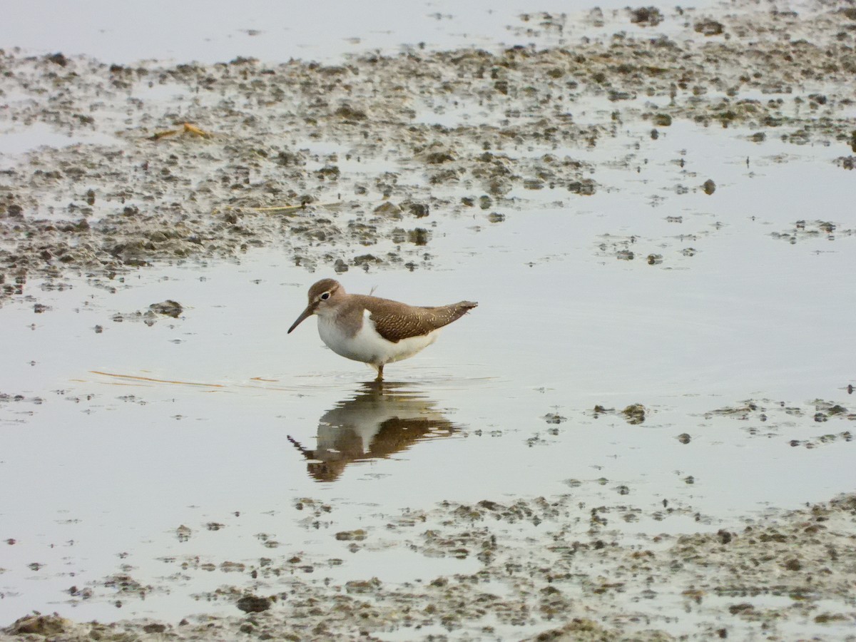 Common Sandpiper - ML641127763