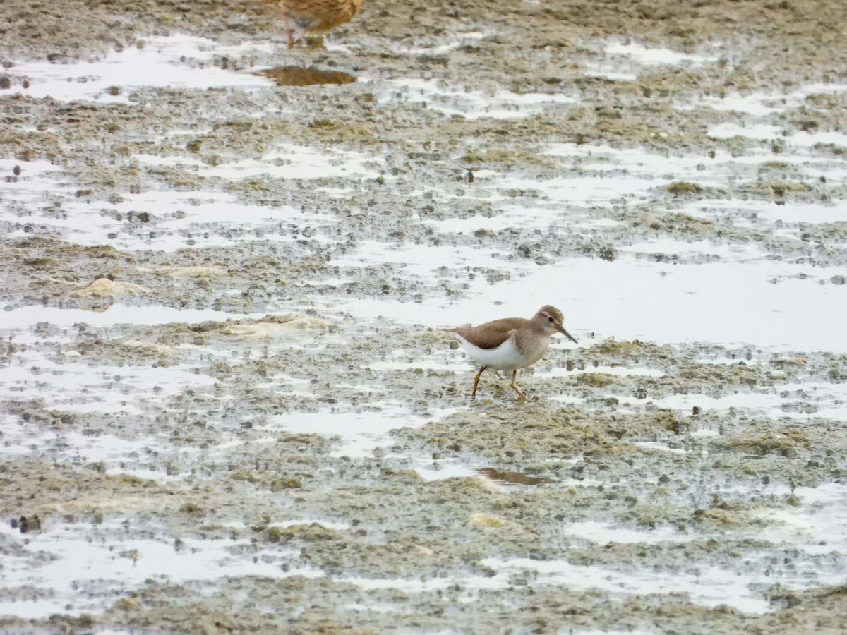 Common Sandpiper - ML641127764