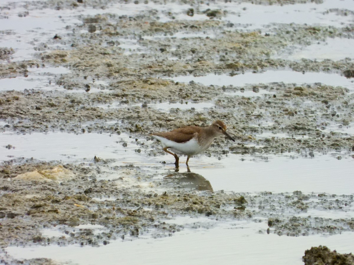 Common Sandpiper - ML641127765