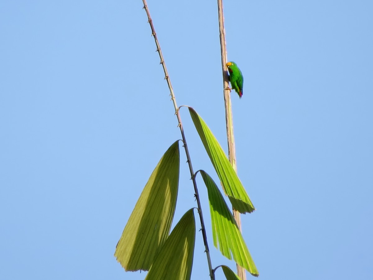 Papuan Hanging-Parrot - ML641127781
