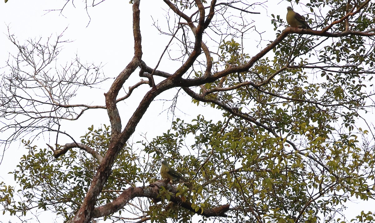 Thick-billed Green-Pigeon (Thick-billed) - ML641127782
