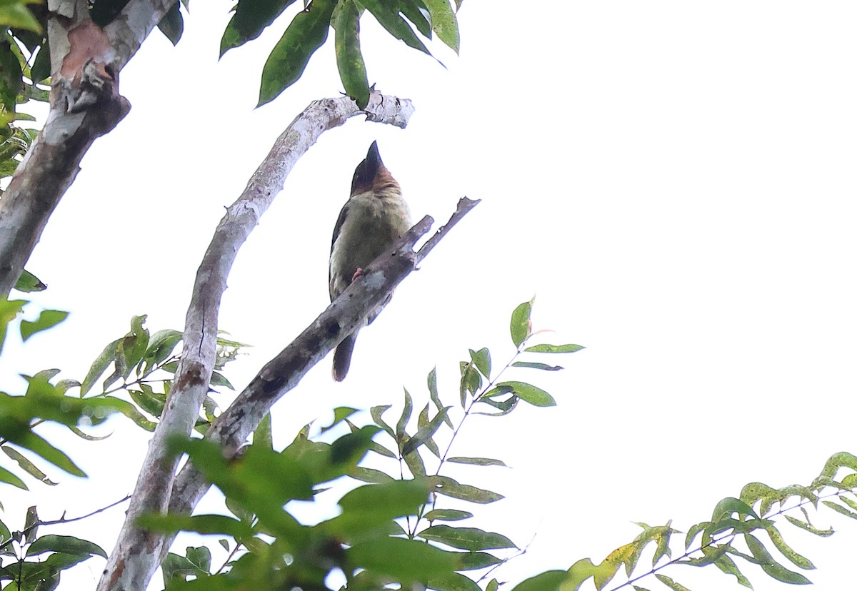 Sooty Barbet - ML641127789