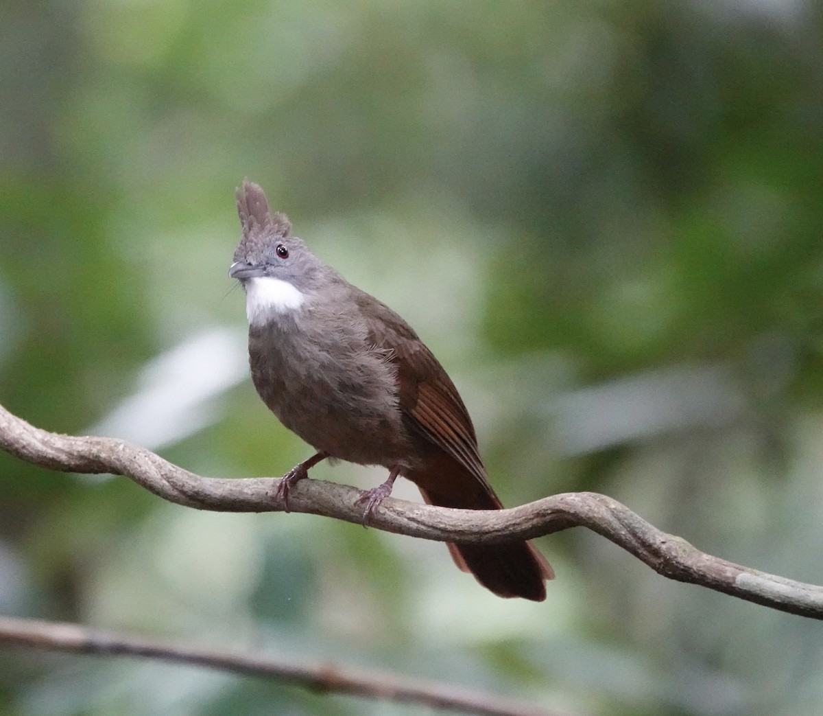 Penan Bulbul (Penan) - ML641127798