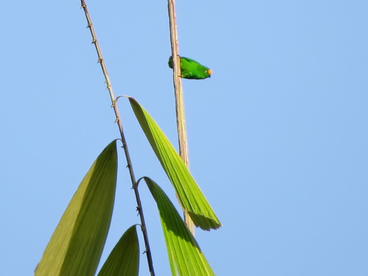 Papuan Hanging-Parrot - ML641127799