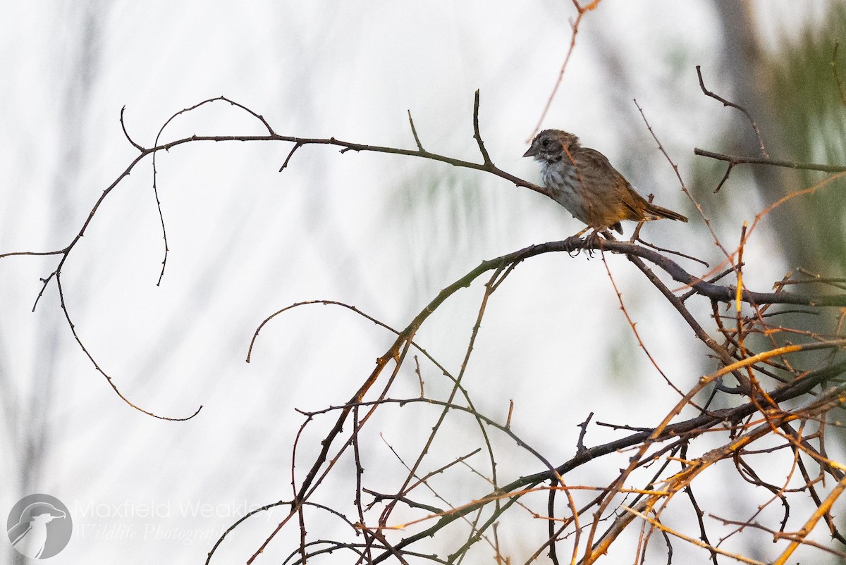 Song Sparrow (fallax Group) - ML641127800