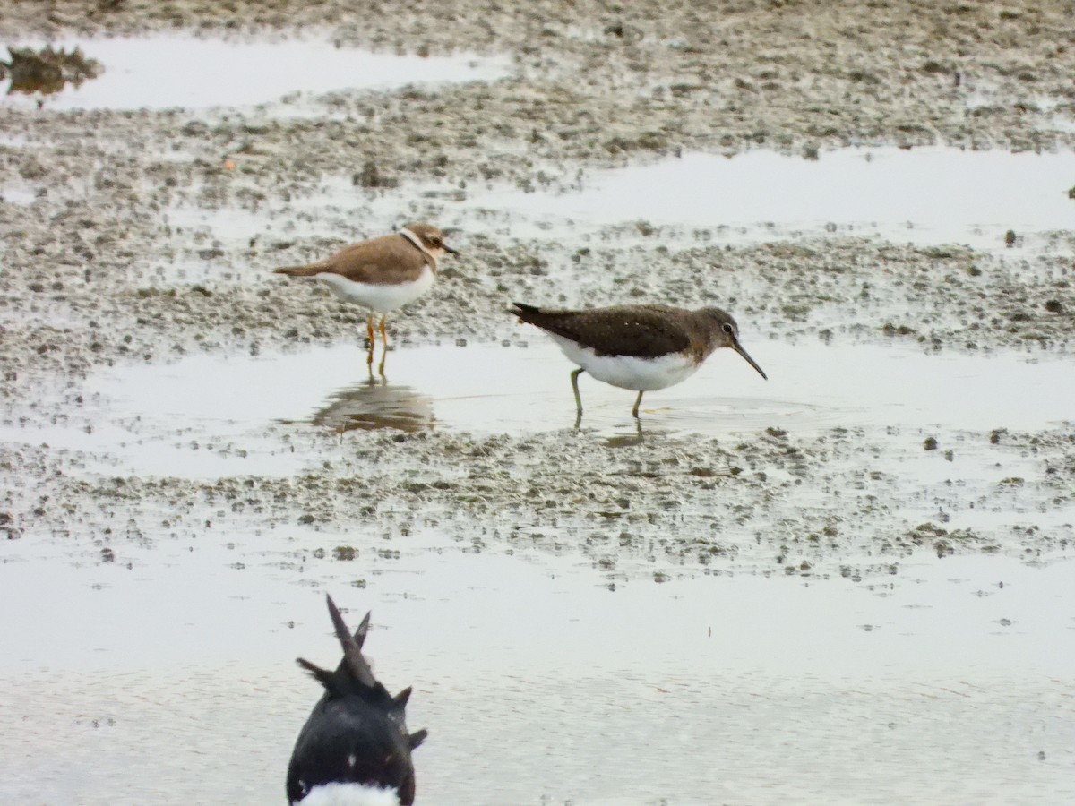 Green Sandpiper - ML641127801