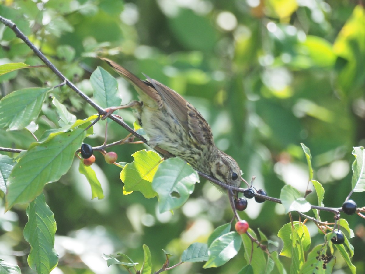 Song Sparrow - ML641127803