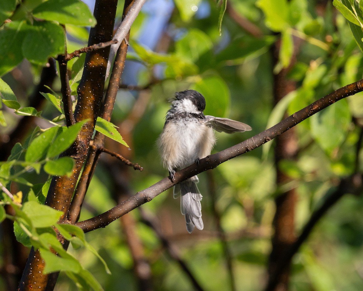 Black-capped Chickadee - ML641127807