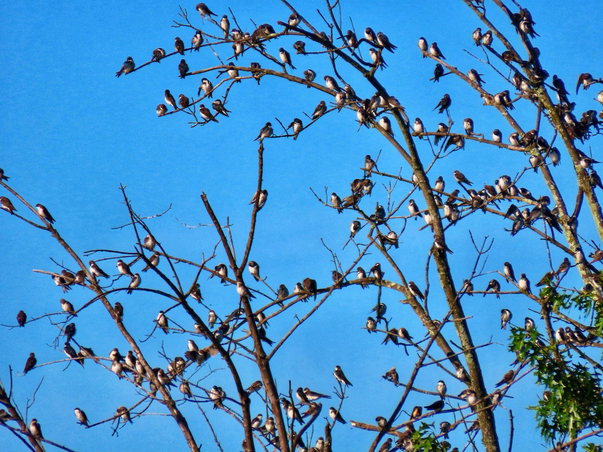 Tree Swallow - ML641127835
