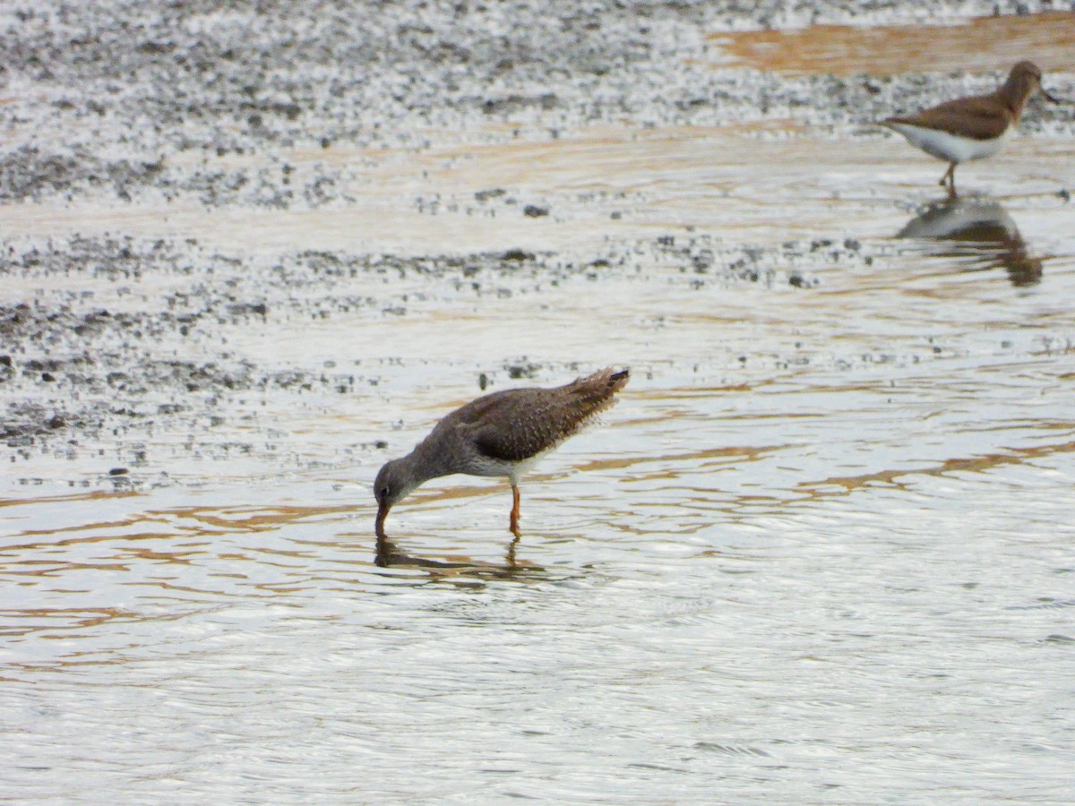Common Redshank - ML641127857
