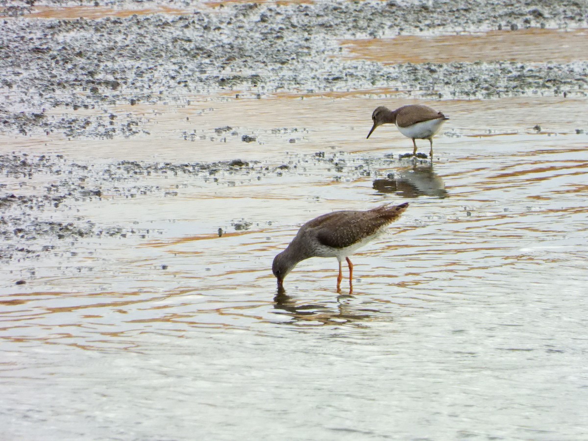Common Redshank - ML641127858