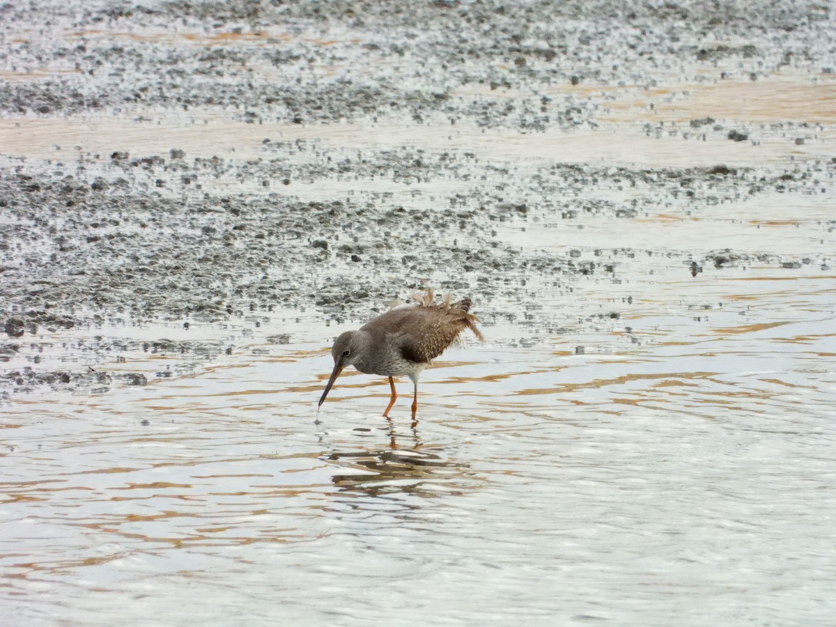 Common Redshank - ML641127859