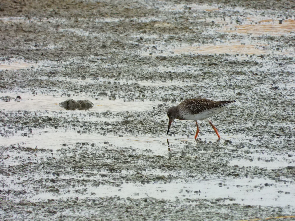Common Redshank - ML641127860