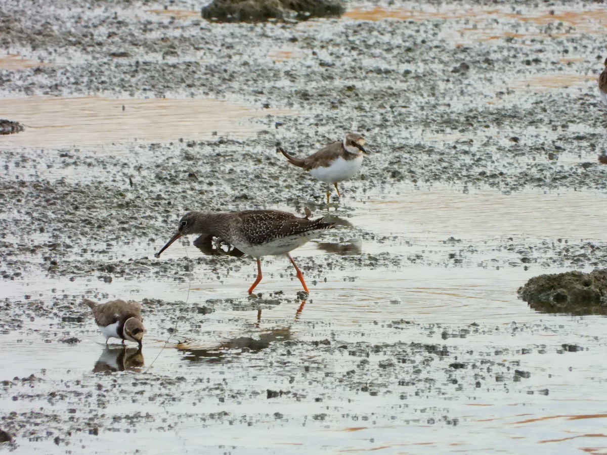 Common Redshank - ML641127861