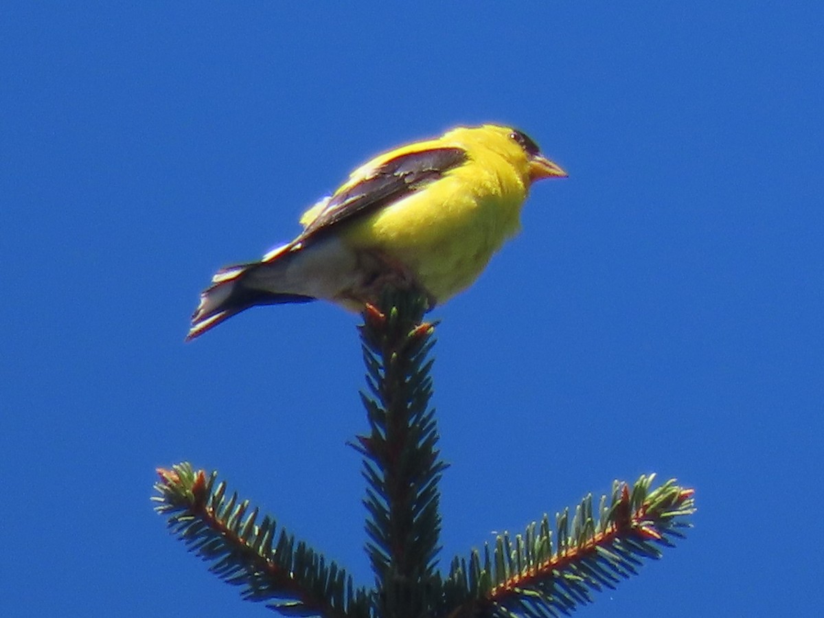 American Goldfinch - ML641127866