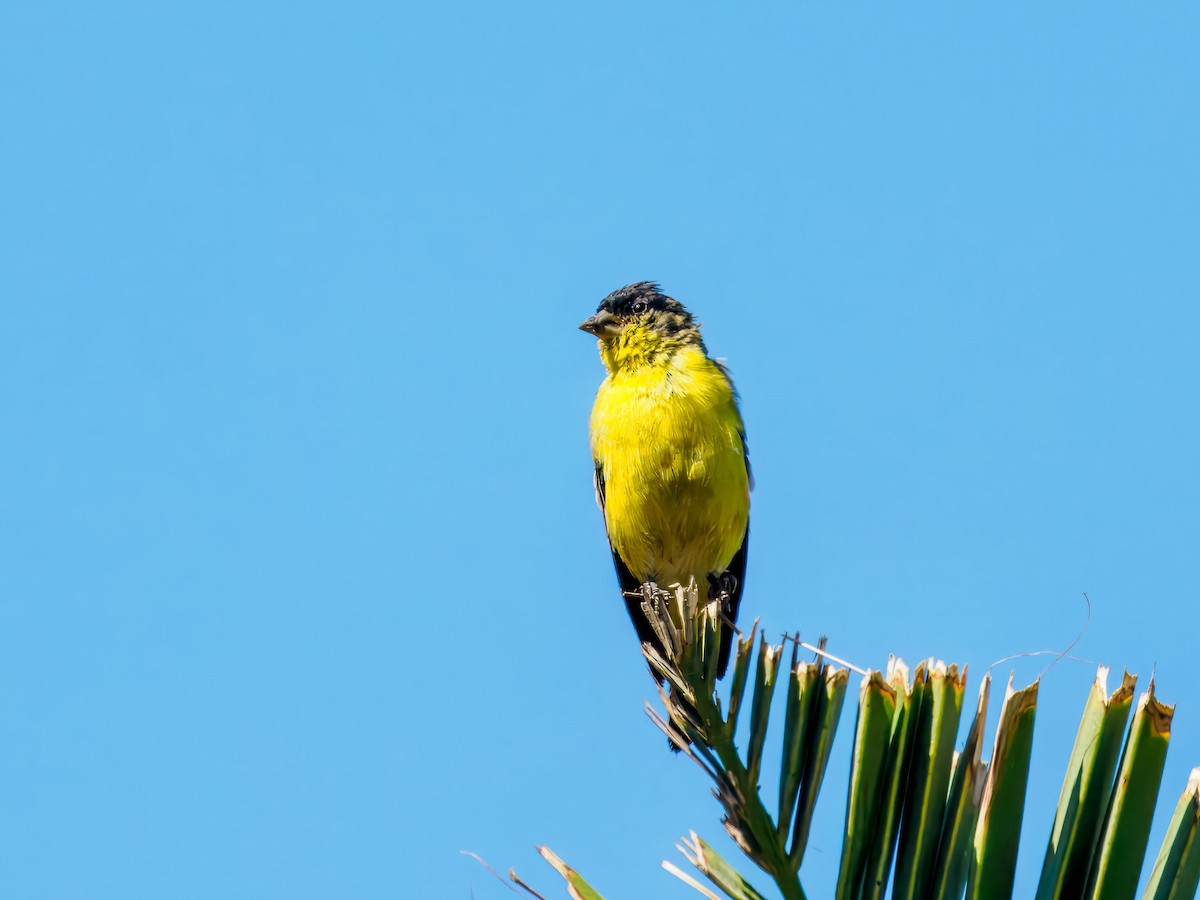 Lesser Goldfinch - ML641127884