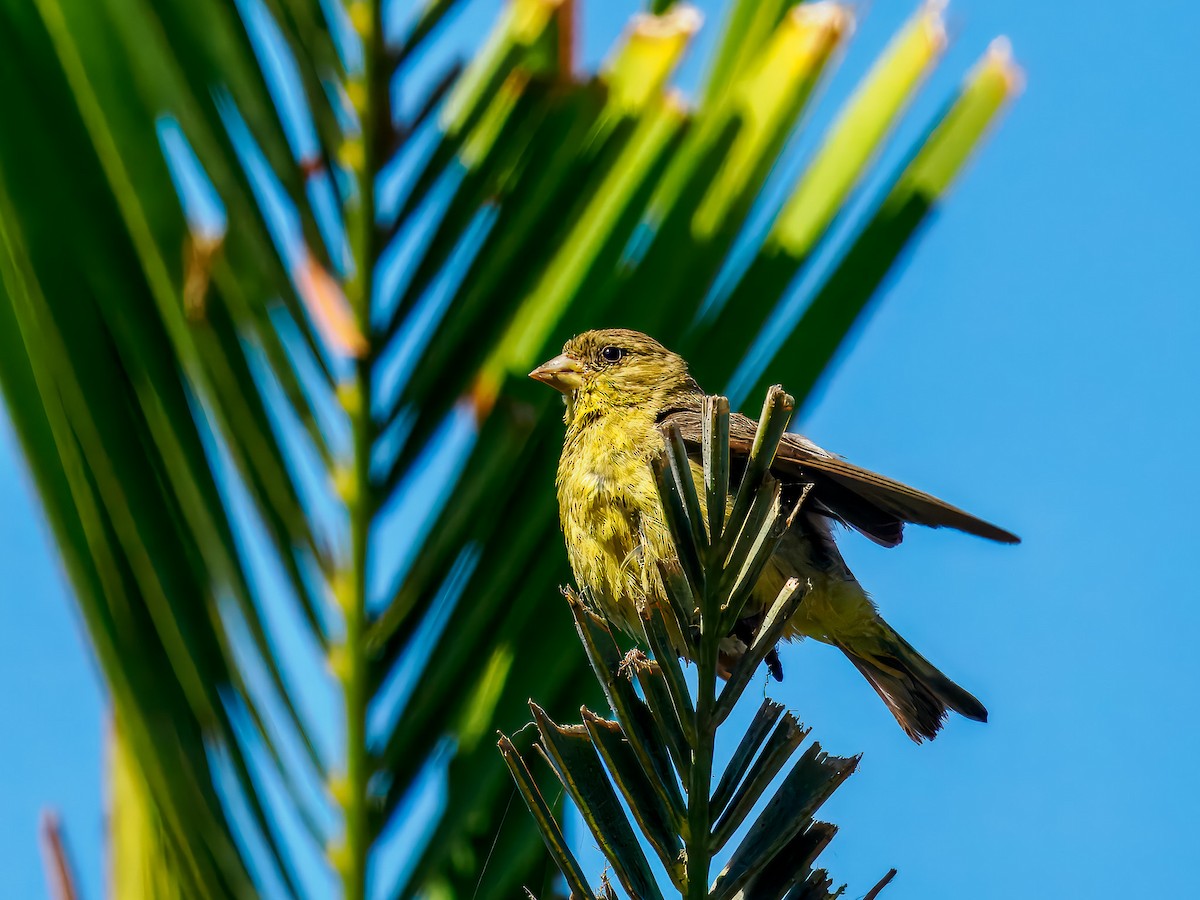 Lesser Goldfinch - ML641127885