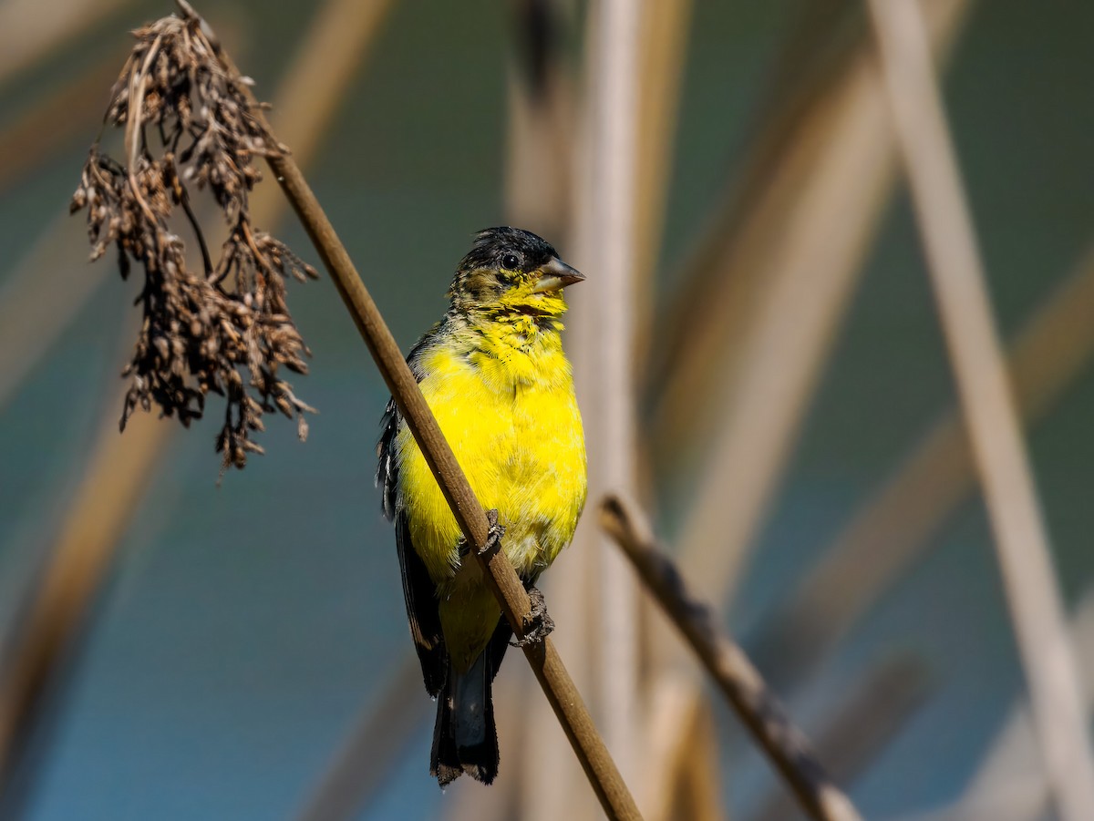 Lesser Goldfinch - ML641127886