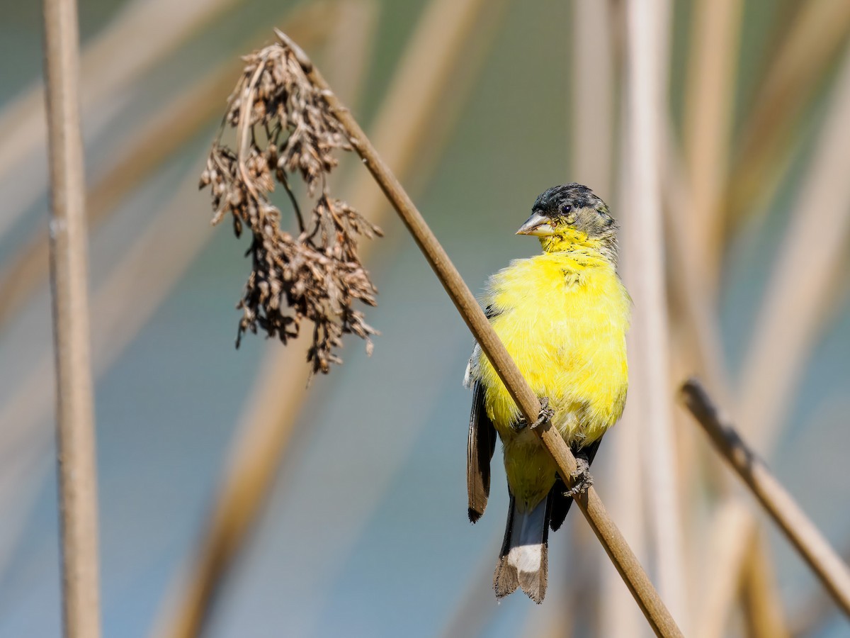 Lesser Goldfinch - ML641127887