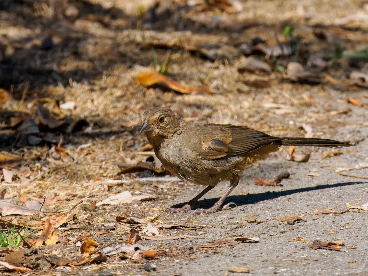 California Towhee - ML641127909