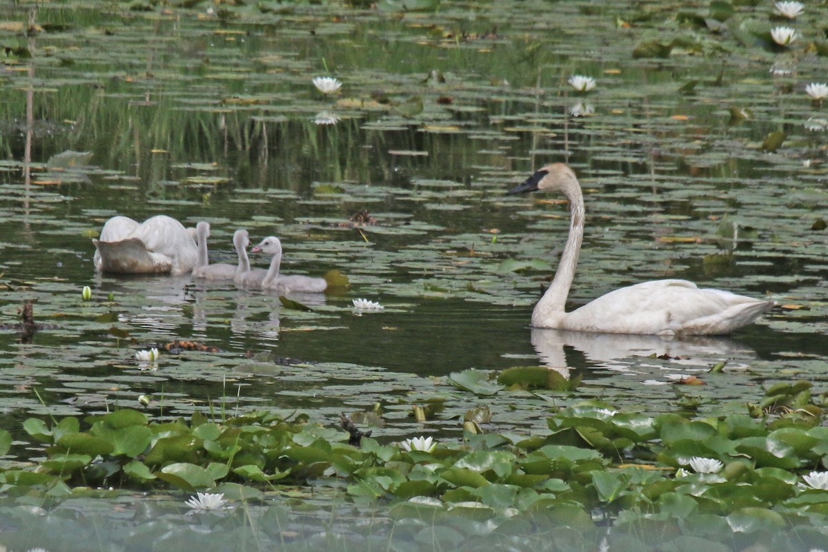 Trumpeter Swan - ML641127927