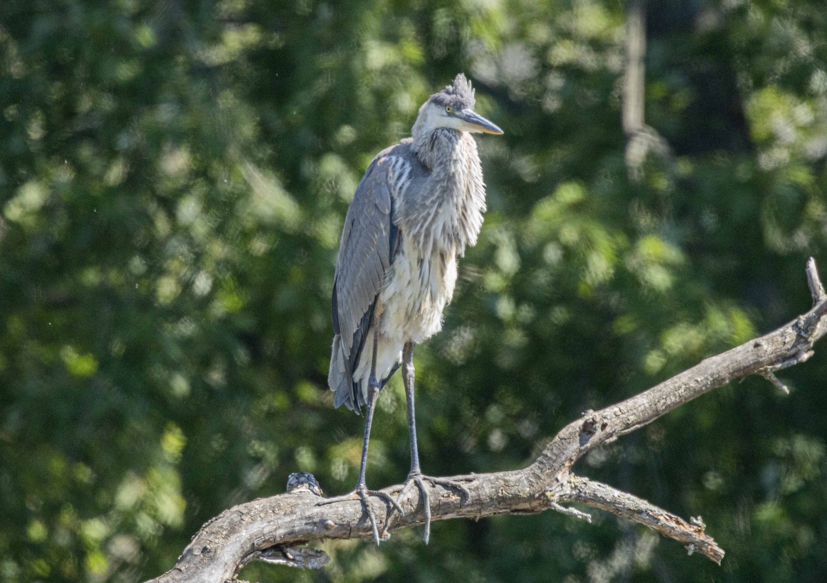 Great Blue Heron - ML641127937