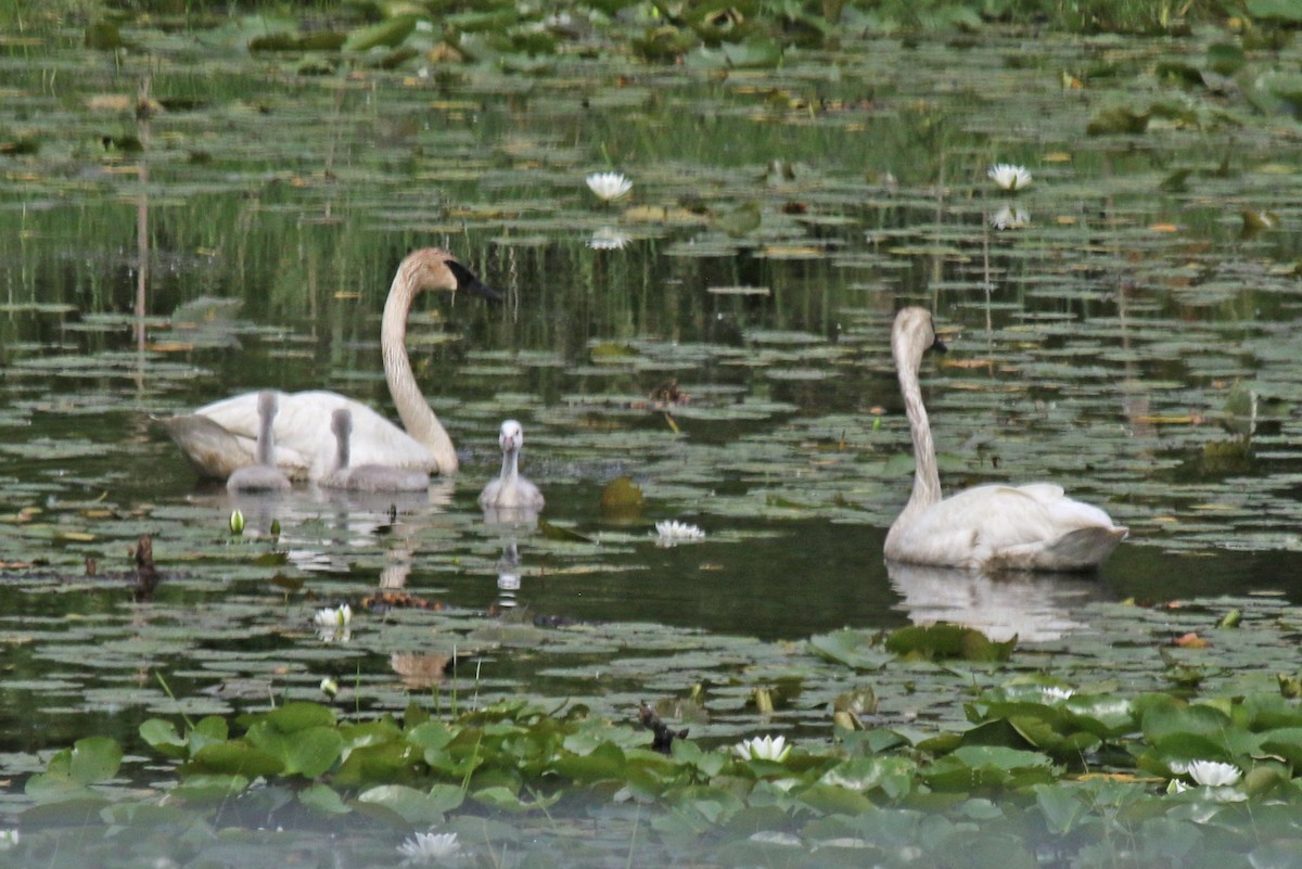 Trumpeter Swan - ML641127974
