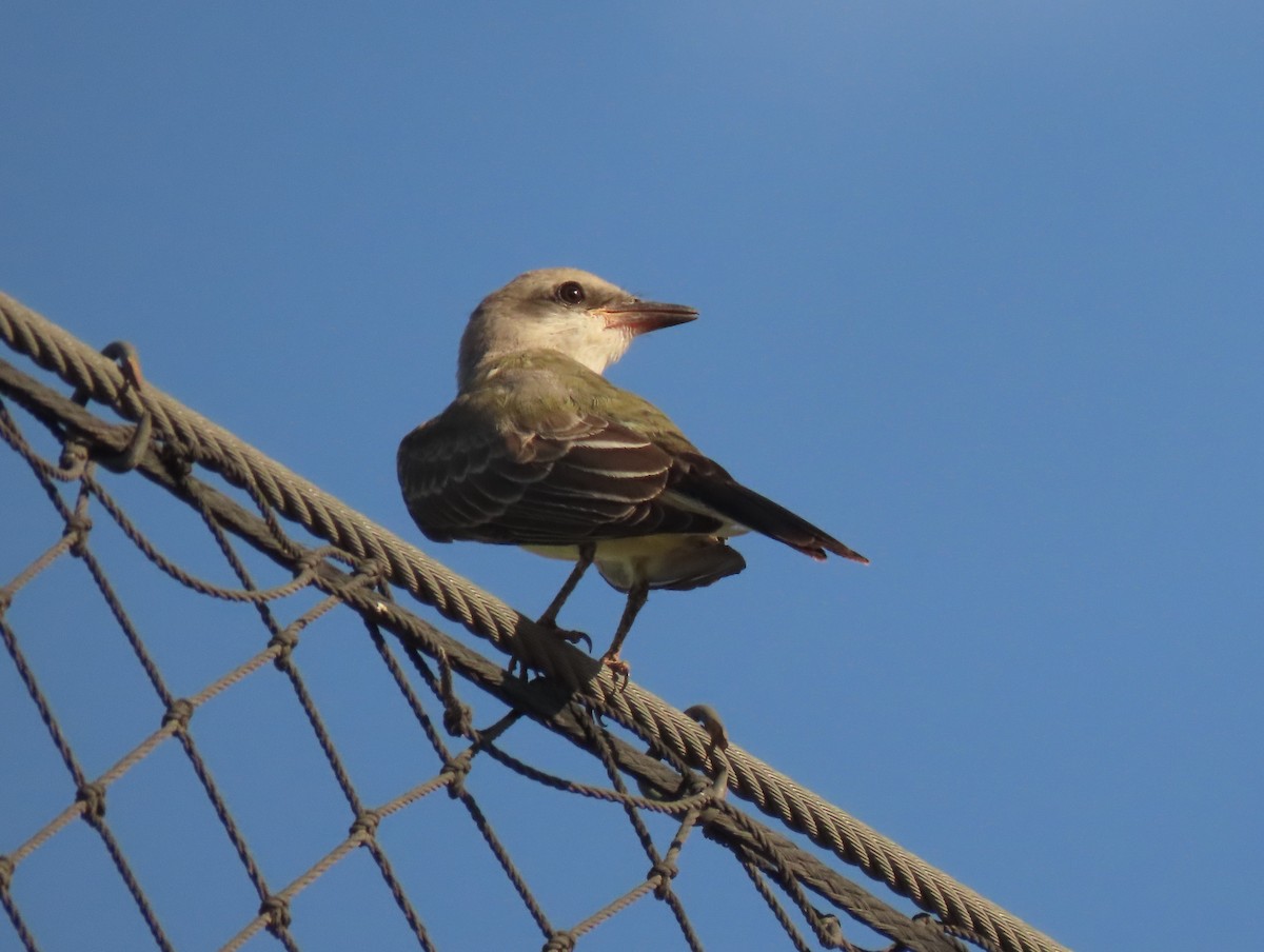 Western Kingbird - ML641127975