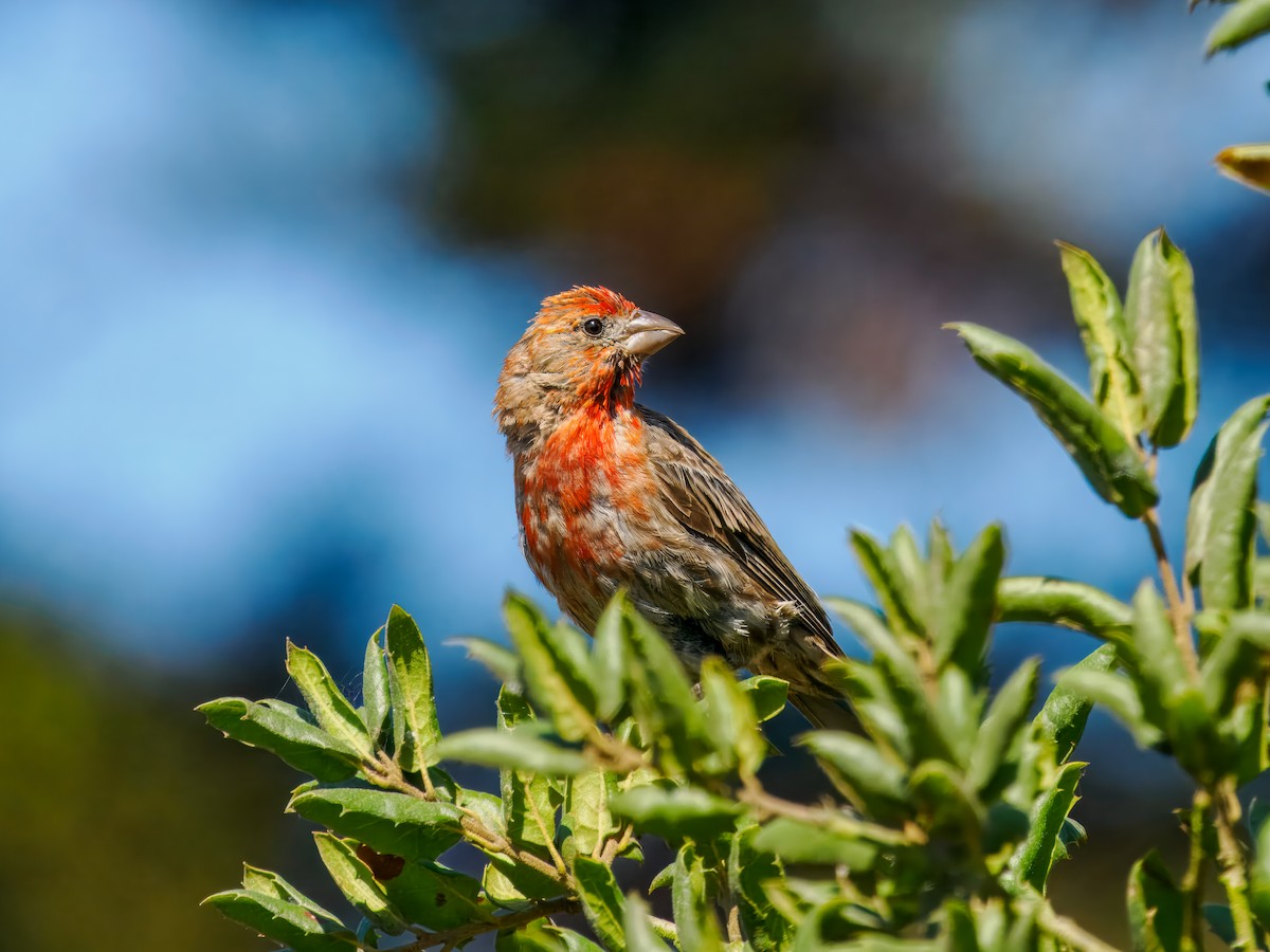 House Finch - ML641127976