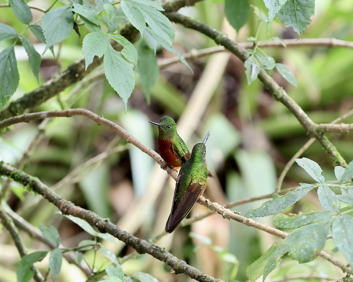 Rotbauchkolibri - ML641127980
