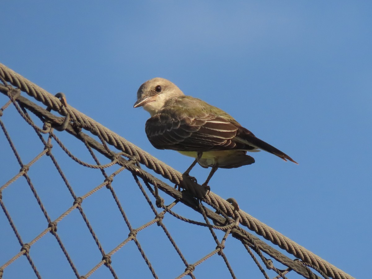 Western Kingbird - ML641127981