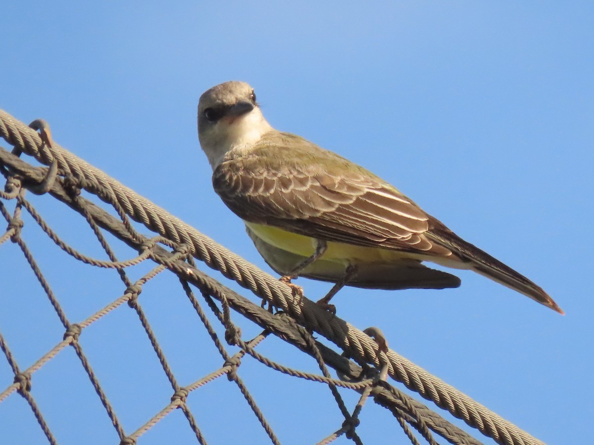 Western Kingbird - ML641127992