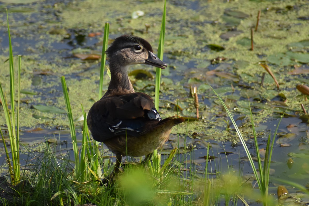 Wood Duck - ML641127996