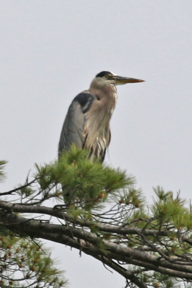 Great Blue Heron - ML641127997